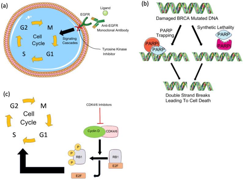 https://cdn.ncbi.nlm.nih.gov/pmc/blobs/4898/8558657/d4d9fc35ab04/jcav12p6949g001.jpg
