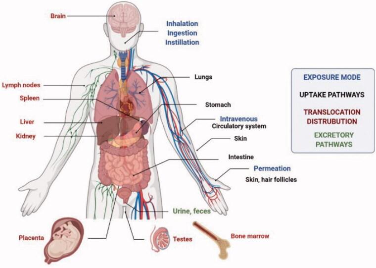 https://cdn.ncbi.nlm.nih.gov/pmc/blobs/489b/8890514/7e43f190fe18/IDRD_A_2039804_F0008_C.jpg