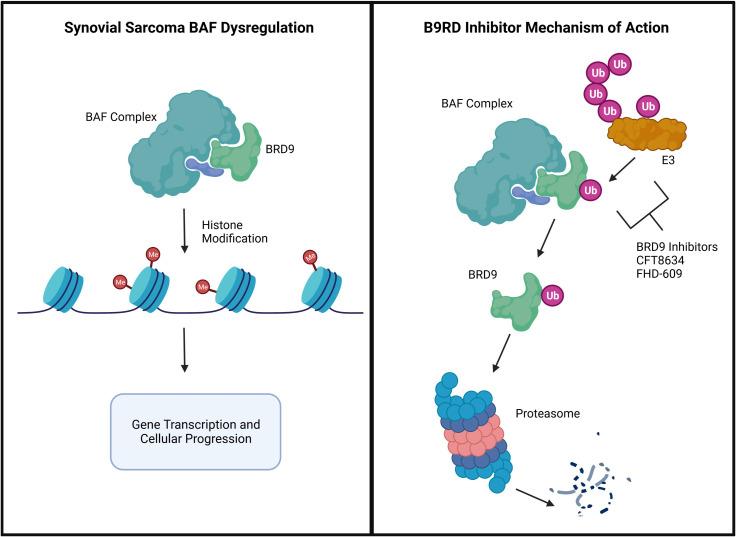 https://cdn.ncbi.nlm.nih.gov/pmc/blobs/489b/9905840/e38d9b480186/fonc-13-1123464-g003.jpg