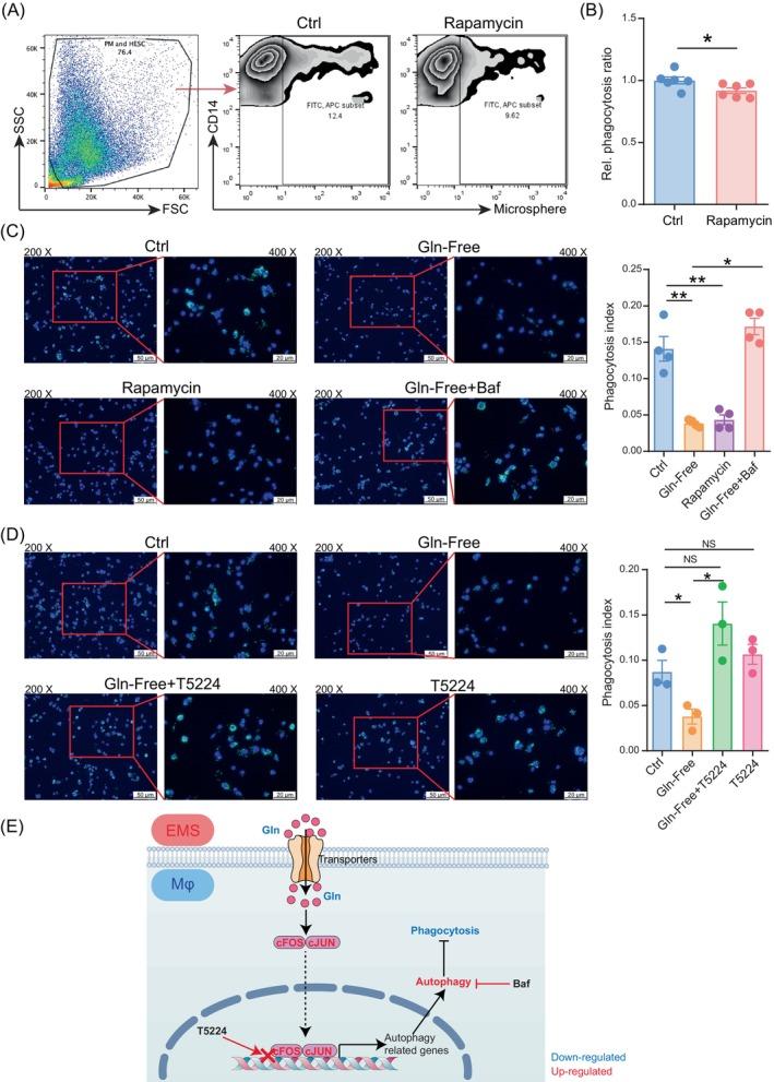 https://cdn.ncbi.nlm.nih.gov/pmc/blobs/489c/11533058/d005f18b3bf7/CPR-57-e13702-g002.jpg
