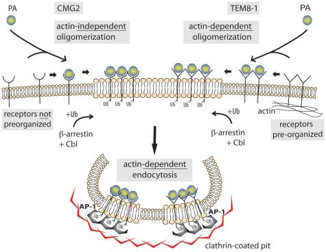 https://cdn.ncbi.nlm.nih.gov/pmc/blobs/489e/2832758/0c22796d5f7d/ppat.1000792.g009.jpg
