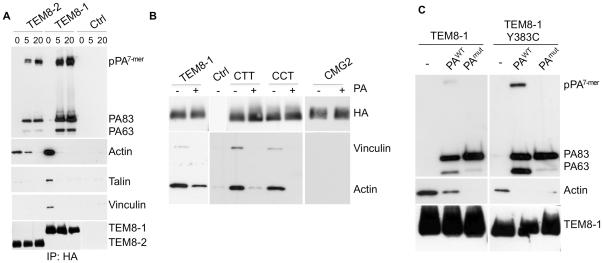 https://cdn.ncbi.nlm.nih.gov/pmc/blobs/489e/2832758/7b3f27228c86/ppat.1000792.g006.jpg