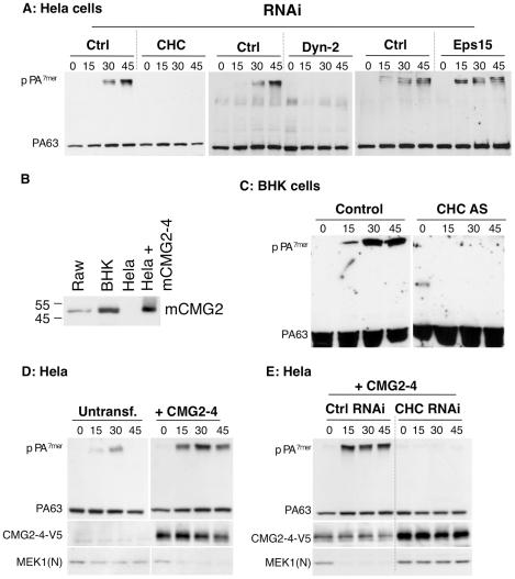 https://cdn.ncbi.nlm.nih.gov/pmc/blobs/489e/2832758/cc61c7412f33/ppat.1000792.g001.jpg