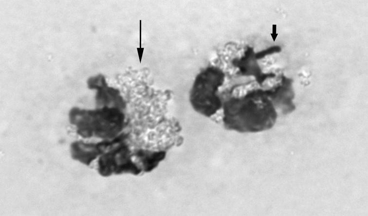 https://cdn.ncbi.nlm.nih.gov/pmc/blobs/48a1/4073329/e2c0bd93af01/jvms-76-621-g001.jpg