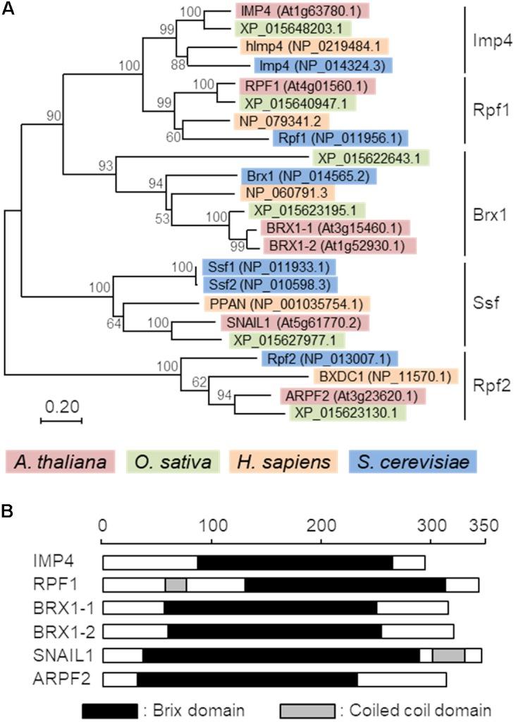 https://cdn.ncbi.nlm.nih.gov/pmc/blobs/48a3/6120060/2e8370a6d045/fpls-09-01177-g001.jpg