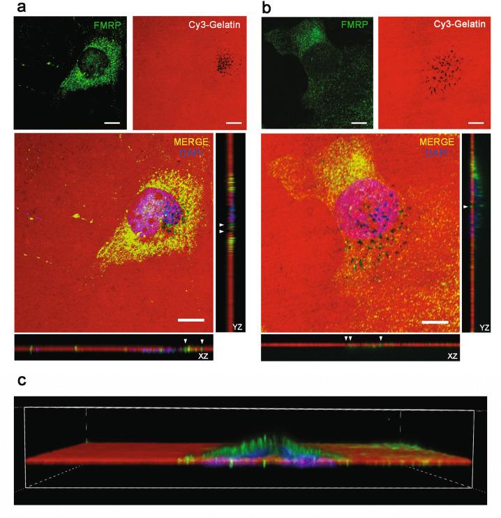 https://cdn.ncbi.nlm.nih.gov/pmc/blobs/48a3/8195741/203076557408/41388_2021_1824_Fig4_HTML.jpg
