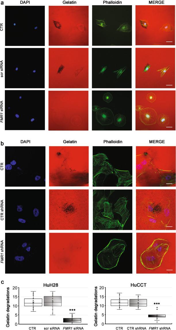 https://cdn.ncbi.nlm.nih.gov/pmc/blobs/48a3/8195741/78448df1766a/41388_2021_1824_Fig6_HTML.jpg