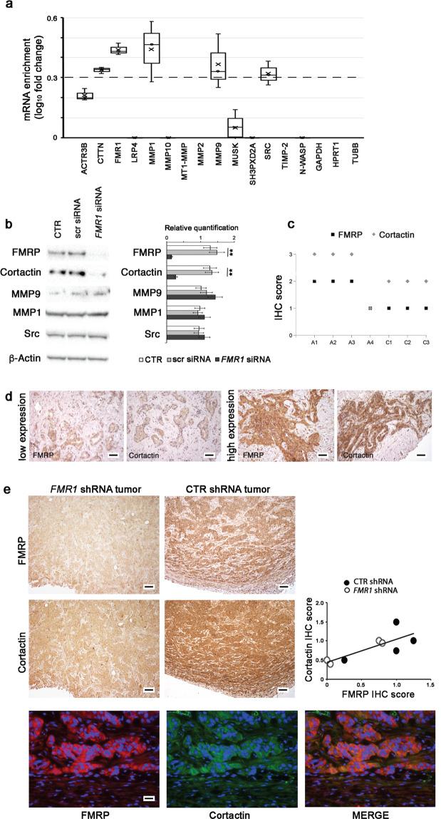 https://cdn.ncbi.nlm.nih.gov/pmc/blobs/48a3/8195741/cf2055790035/41388_2021_1824_Fig7_HTML.jpg