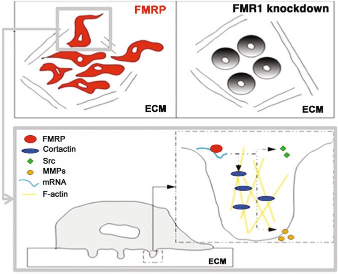 https://cdn.ncbi.nlm.nih.gov/pmc/blobs/48a3/8195741/f53a3024340b/41388_2021_1824_Fig8_HTML.jpg