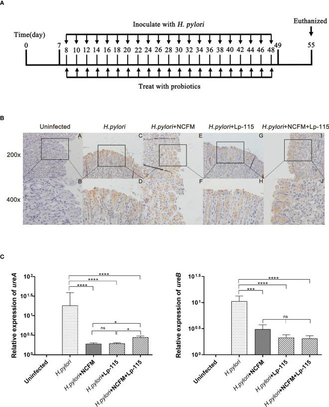 https://cdn.ncbi.nlm.nih.gov/pmc/blobs/48a5/10445763/0439bf702f1b/fcimb-13-1196084-g001.jpg