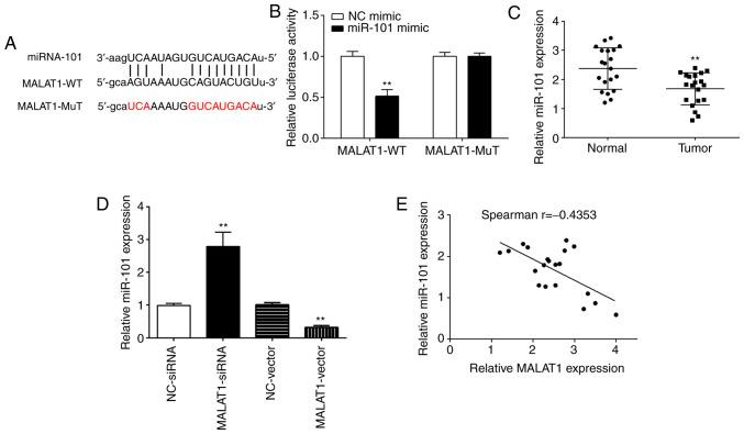 https://cdn.ncbi.nlm.nih.gov/pmc/blobs/48a5/7471703/fc69e7b38b19/ol-20-05-12024-g02.jpg