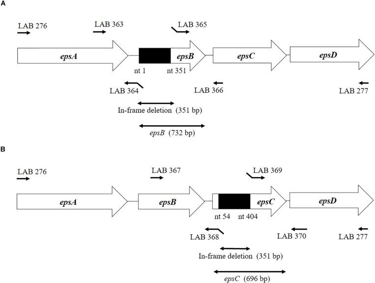 https://cdn.ncbi.nlm.nih.gov/pmc/blobs/48a7/7248278/f6512cb28bd4/fmicb-11-00894-g001.jpg