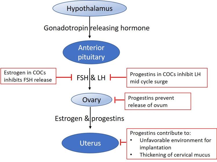 https://cdn.ncbi.nlm.nih.gov/pmc/blobs/48a8/12034237/61fb3f620351/cureus-0017-00000081354-i01.jpg