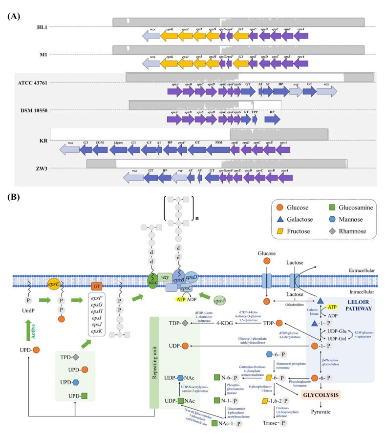 https://cdn.ncbi.nlm.nih.gov/pmc/blobs/48a9/9415760/0492df20153a/microorganisms-10-01637-g004.jpg