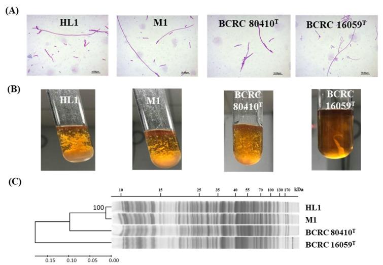 https://cdn.ncbi.nlm.nih.gov/pmc/blobs/48a9/9415760/271d186c8fd4/microorganisms-10-01637-g001.jpg