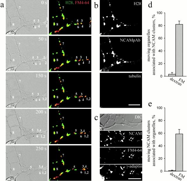 https://cdn.ncbi.nlm.nih.gov/pmc/blobs/48bc/2173095/1ed6f08265fd/200205098f4.jpg