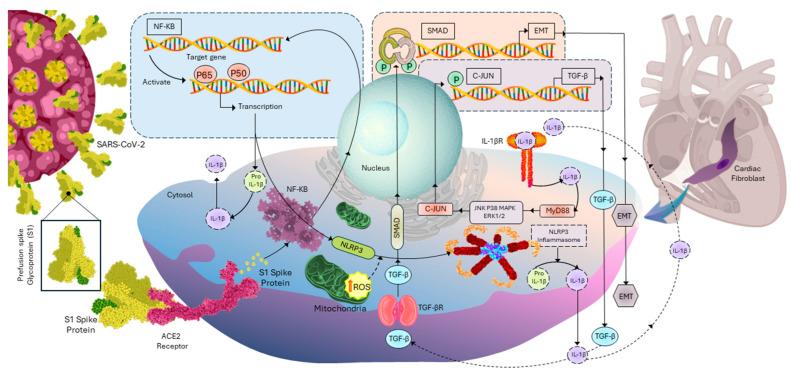 https://cdn.ncbi.nlm.nih.gov/pmc/blobs/48be/11353017/3dca4fa8569c/cells-13-01331-g008.jpg