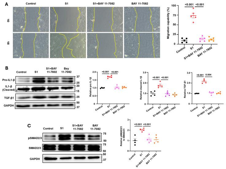 https://cdn.ncbi.nlm.nih.gov/pmc/blobs/48be/11353017/5e6ef640b16d/cells-13-01331-g006.jpg