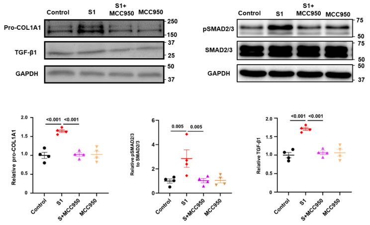https://cdn.ncbi.nlm.nih.gov/pmc/blobs/48be/11353017/7679e9b10c76/cells-13-01331-g004.jpg