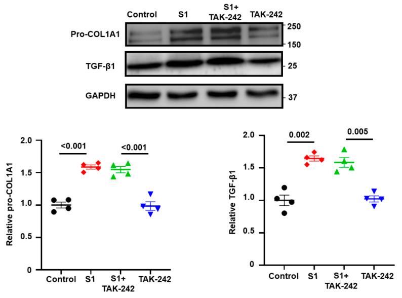 https://cdn.ncbi.nlm.nih.gov/pmc/blobs/48be/11353017/7ec06ca41916/cells-13-01331-g005.jpg