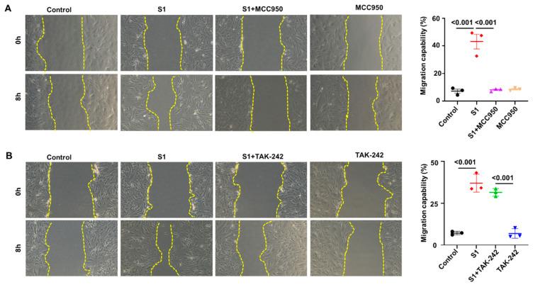 https://cdn.ncbi.nlm.nih.gov/pmc/blobs/48be/11353017/ccb4111e1791/cells-13-01331-g003.jpg
