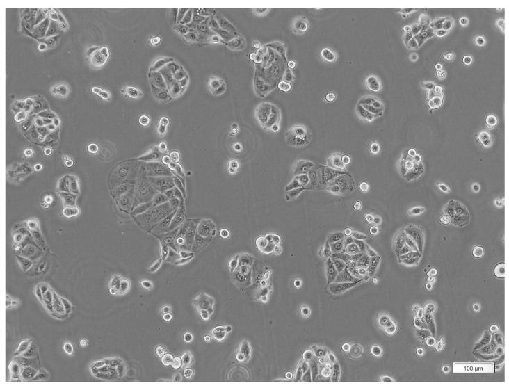 https://cdn.ncbi.nlm.nih.gov/pmc/blobs/48bf/12028732/66dab3dcd471/jpm-15-00143-g003.jpg