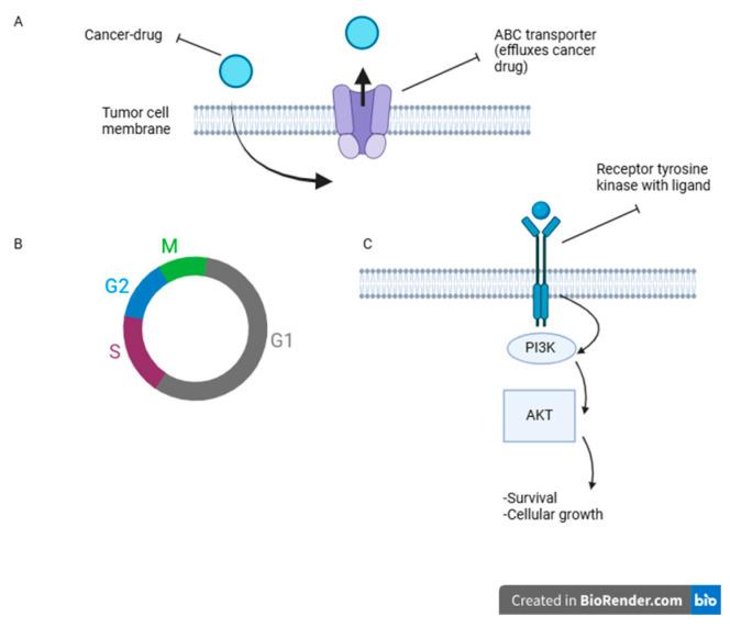https://cdn.ncbi.nlm.nih.gov/pmc/blobs/48bf/12028732/fdb5e212ff3d/jpm-15-00143-g006.jpg