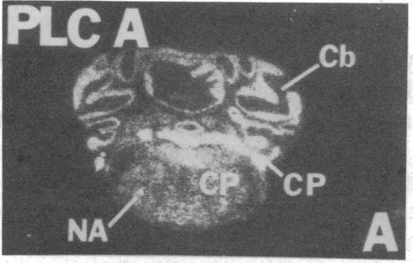 https://cdn.ncbi.nlm.nih.gov/pmc/blobs/48c1/287032/0df0b3f50158/pnas00248-0414-c.jpg