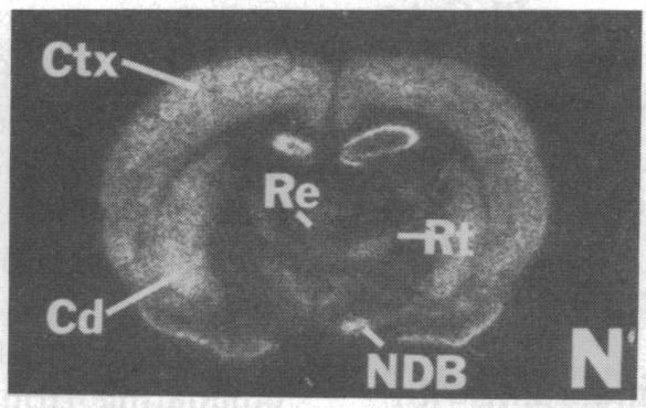 https://cdn.ncbi.nlm.nih.gov/pmc/blobs/48c1/287032/13100d6d0f91/pnas00248-0414-m.jpg
