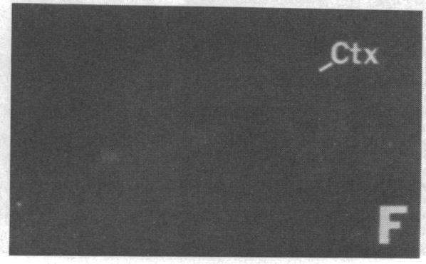 https://cdn.ncbi.nlm.nih.gov/pmc/blobs/48c1/287032/750d42dfca7e/pnas00248-0414-f.jpg