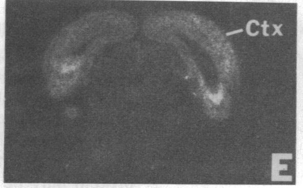 https://cdn.ncbi.nlm.nih.gov/pmc/blobs/48c1/287032/ac4c241115a3/pnas00248-0414-e.jpg