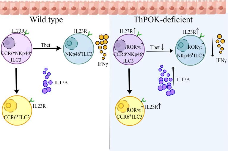 https://cdn.ncbi.nlm.nih.gov/pmc/blobs/48c5/9285022/7bd95b6abad9/fimmu-13-939033-g007.jpg