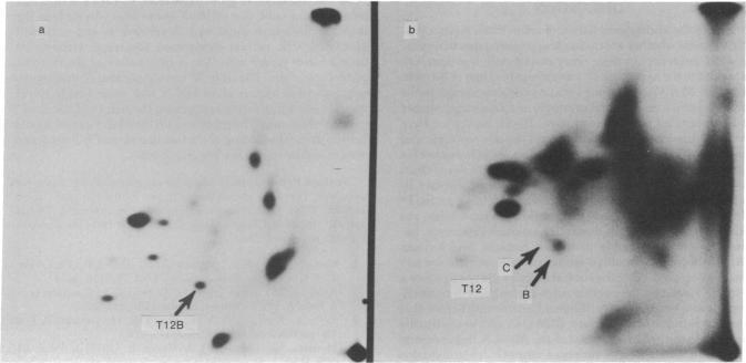 https://cdn.ncbi.nlm.nih.gov/pmc/blobs/48c6/349532/2648f03c38c1/pnas00492-0646-a.jpg