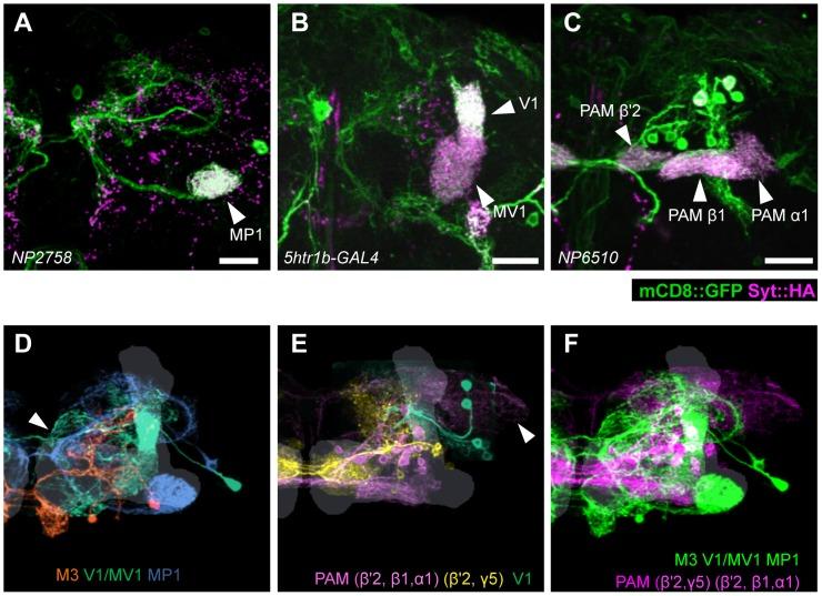 https://cdn.ncbi.nlm.nih.gov/pmc/blobs/48c7/3395599/3a94215f3145/pgen.1002768.g007.jpg