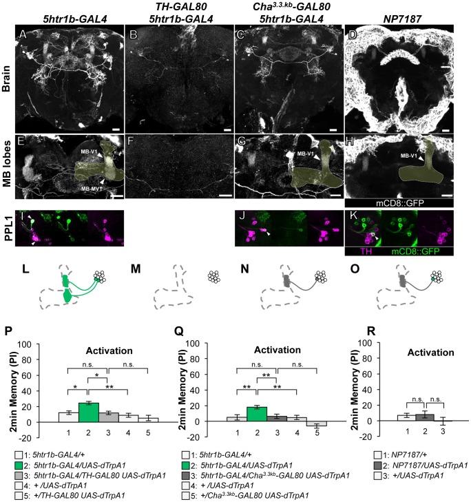 https://cdn.ncbi.nlm.nih.gov/pmc/blobs/48c7/3395599/8a9614e66a1a/pgen.1002768.g004.jpg