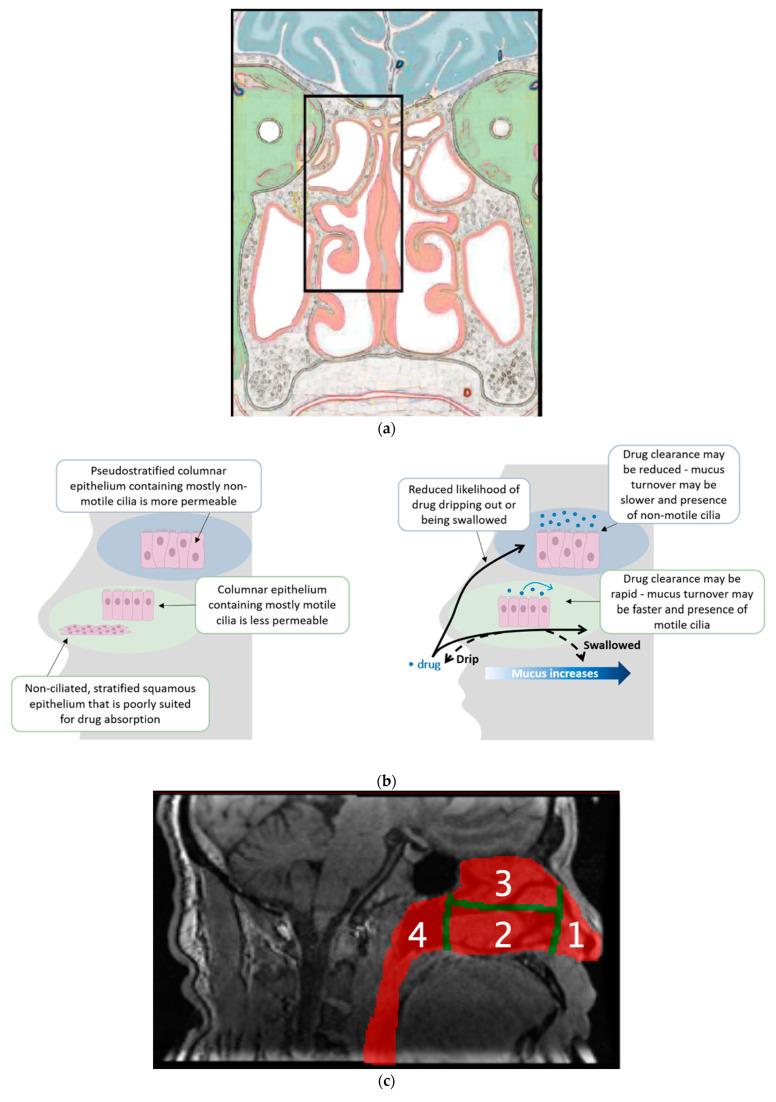 https://cdn.ncbi.nlm.nih.gov/pmc/blobs/48c8/10303426/9ec30bd61ec9/pharmaceutics-15-01720-g001a.jpg