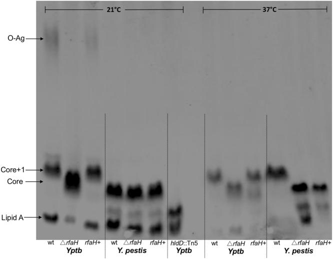 https://cdn.ncbi.nlm.nih.gov/pmc/blobs/48cb/5589760/ac7ac37379c7/41598_2017_11334_Fig1_HTML.jpg