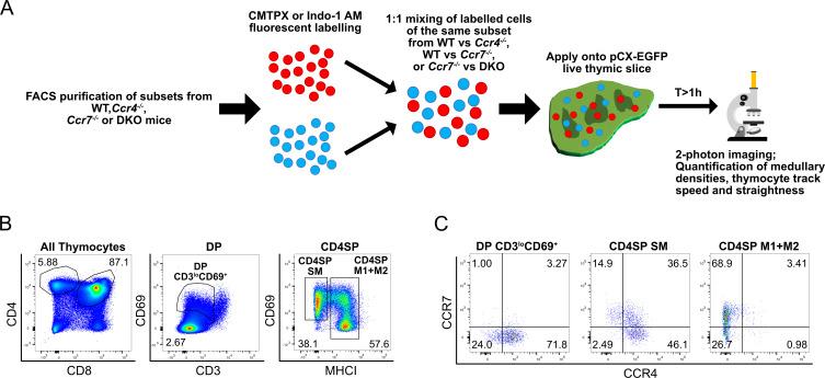 https://cdn.ncbi.nlm.nih.gov/pmc/blobs/48cd/10325719/1d898812d773/elife-80443-fig5-figsupp1.jpg
