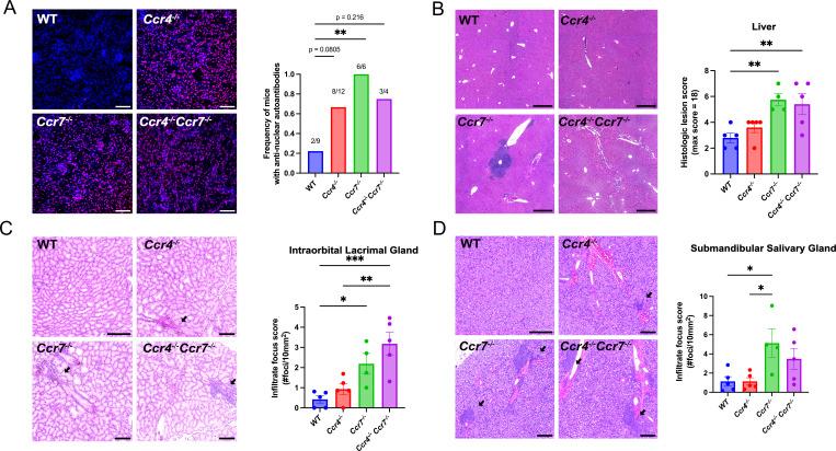 https://cdn.ncbi.nlm.nih.gov/pmc/blobs/48cd/10325719/f4e3d38f8ad6/elife-80443-fig7-figsupp1.jpg