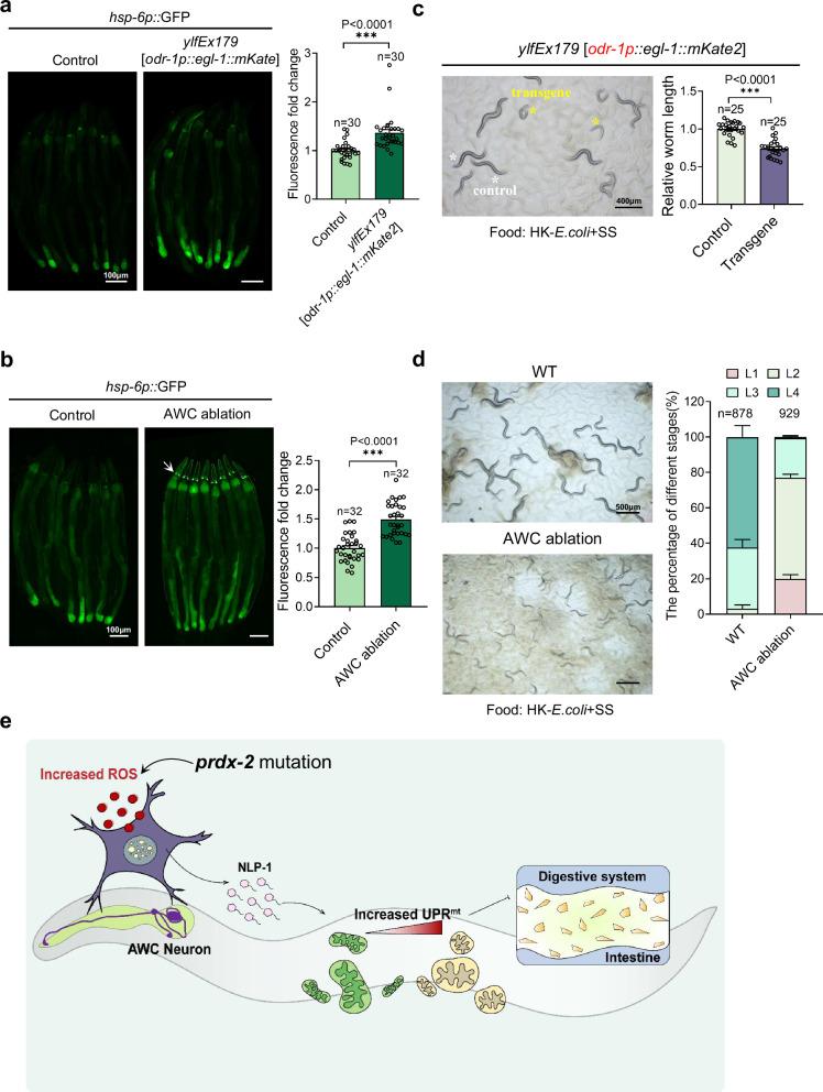 https://cdn.ncbi.nlm.nih.gov/pmc/blobs/48ce/11618335/0592f97fe157/41467_2024_55013_Fig6_HTML.jpg