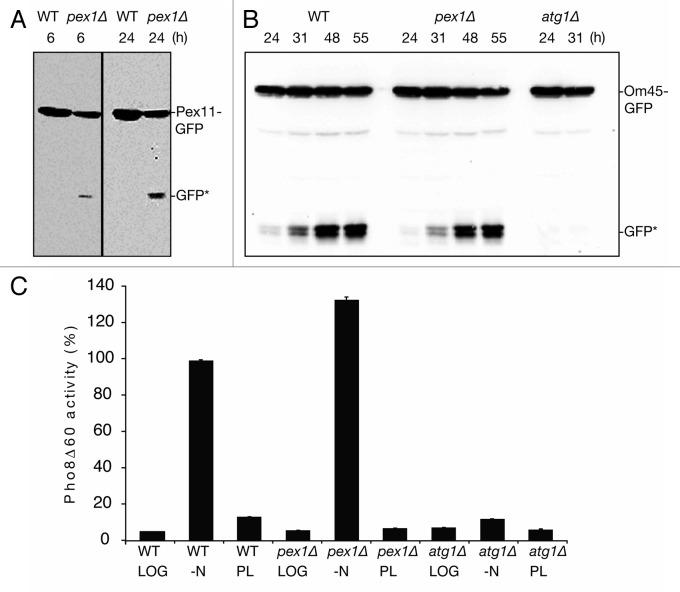 https://cdn.ncbi.nlm.nih.gov/pmc/blobs/48ce/5119063/7c35c66f28ee/kaup-10-05-10928259-g002.jpg