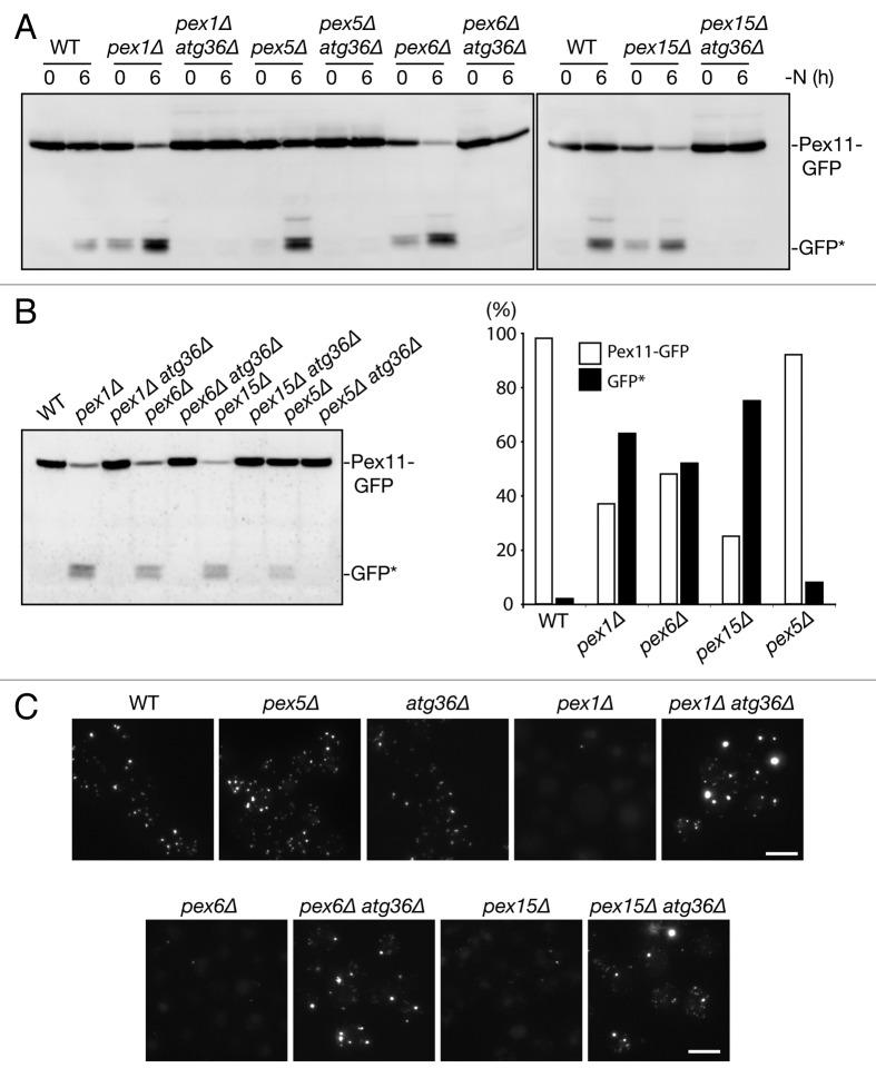 https://cdn.ncbi.nlm.nih.gov/pmc/blobs/48ce/5119063/94ebd82de790/kaup-10-05-10928259-g001.jpg