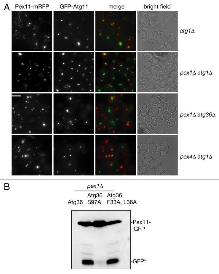 https://cdn.ncbi.nlm.nih.gov/pmc/blobs/48ce/5119063/eab53f328830/kaup-10-05-10928259-g003.jpg