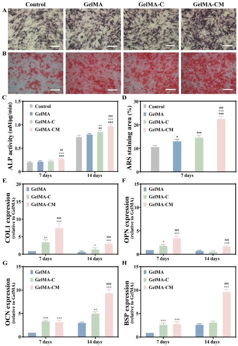 https://cdn.ncbi.nlm.nih.gov/pmc/blobs/48cf/11852312/966e03e55fa2/biomedicines-13-00257-g004.jpg
