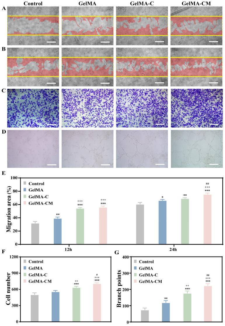 https://cdn.ncbi.nlm.nih.gov/pmc/blobs/48cf/11852312/d5afe1b863fd/biomedicines-13-00257-g005.jpg