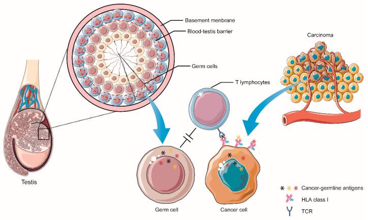 https://cdn.ncbi.nlm.nih.gov/pmc/blobs/48d0/7911511/b10461b87060/vaccines-09-00085-g003.jpg