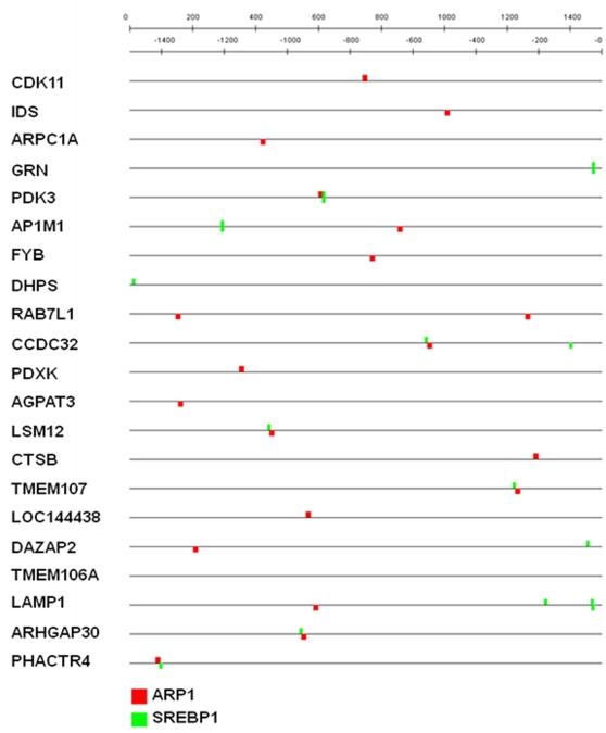 https://cdn.ncbi.nlm.nih.gov/pmc/blobs/48d2/2519787/aa3a80c2bb50/pone.0003146.g003.jpg