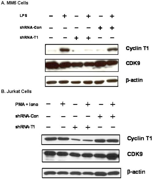 https://cdn.ncbi.nlm.nih.gov/pmc/blobs/48d2/2519787/ea0bd9a8f717/pone.0003146.g001.jpg