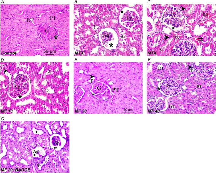https://cdn.ncbi.nlm.nih.gov/pmc/blobs/48d4/9561181/2310d3e22928/gr8.jpg