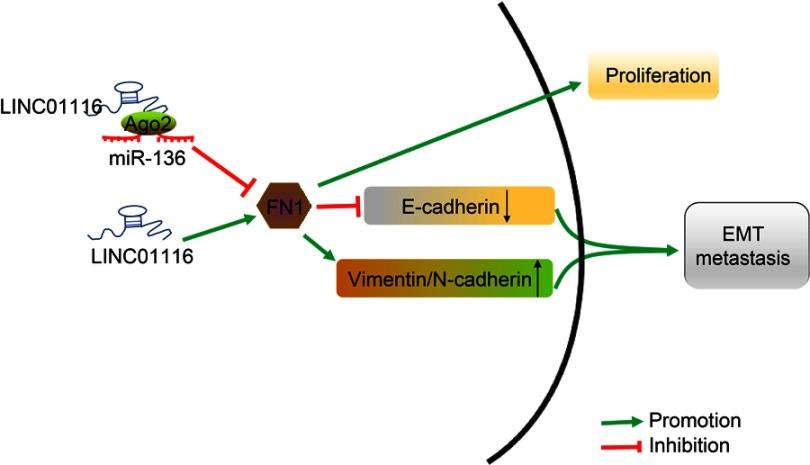 https://cdn.ncbi.nlm.nih.gov/pmc/blobs/48d6/6613355/4dc4c5103af6/CMAR-11-6043-g0010.jpg